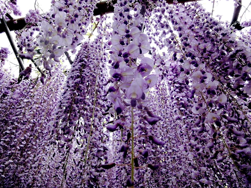 [Jeu] Association d'images - Page 3 Whimsical-wisteria-gardens-and-tunnel-in-japan-4